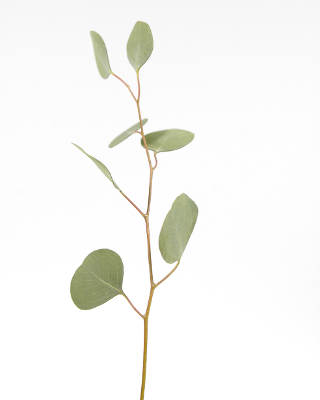 gałązka eukaliptusa