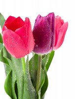 trzy tulipany
